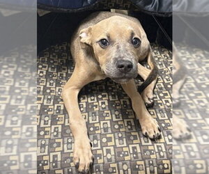 Mutt Dogs for adoption in Plano, TX, USA