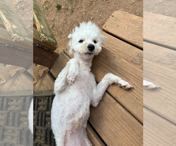 Medium Photo #12 Maltipoo (Miniature) Puppy For Sale in Pacolet, SC, USA