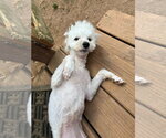 Small #11 Maltipoo (Miniature)
