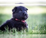 Small #6 German Shepherd Dog