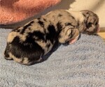 Small Photo #13 Australian Shepherd Puppy For Sale in SYLVA, NC, USA