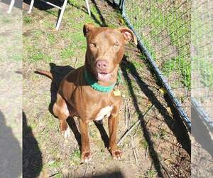 American Pit Bull Terrier-Unknown Mix Dogs for adoption in Rockaway, NJ, USA