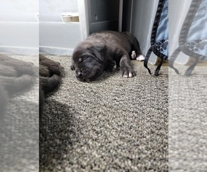 Mastiff Puppy for sale in VANDALIA, IL, USA