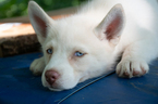 Puppy 3 Border Sheepdog-Siberian Husky Mix