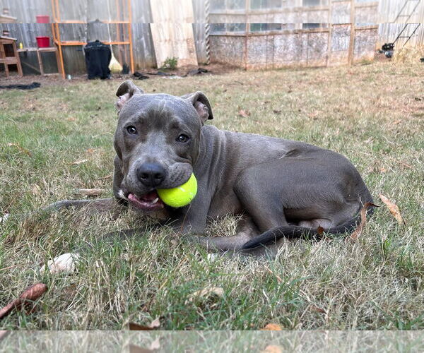 Medium Photo #4 American Pit Bull Terrier-Unknown Mix Puppy For Sale in McDonough, GA, USA