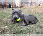 Small #3 American Pit Bull Terrier Mix
