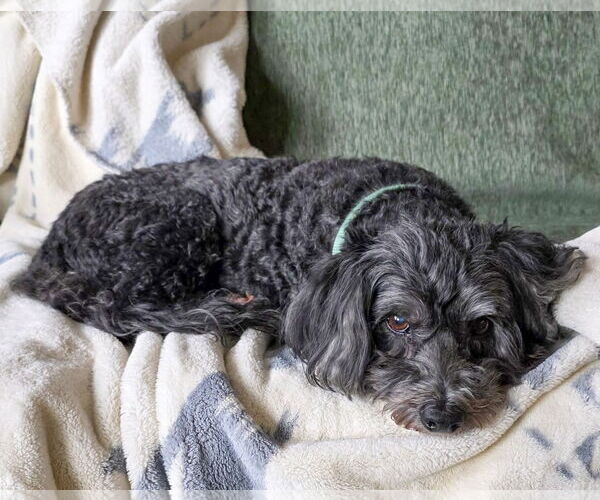 Medium Photo #3 Lhasa Apso-Unknown Mix Puppy For Sale in Corona, CA, USA