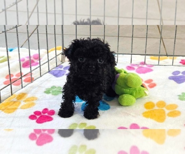 Medium Photo #8 Cavapoo (Miniature)-Poodle (Toy) Mix Puppy For Sale in ORO VALLEY, AZ, USA