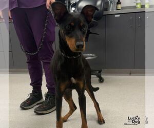 Lyn - Female Doberman Pinscher-Unknown Mix Dog for Adoption - Photo #2