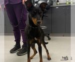Small Photo #2 Doberman Pinscher-Unknown Mix Puppy For Sale in Washington, DC, USA