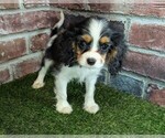 Small #11 Cavalier King Charles Spaniel