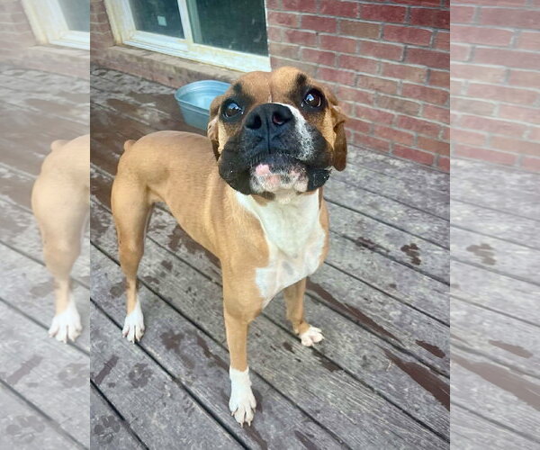 Medium Photo #2 Boxer Puppy For Sale in Dumont, NJ, USA