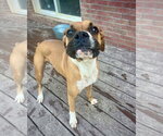 Small #1 Boxer