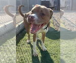 Small #9 Boxer Mix