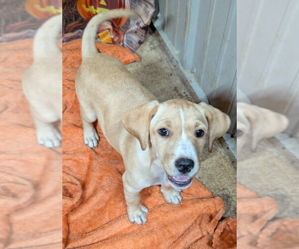 Medium Photo #2 Labrador Retriever Puppy For Sale in Southbury, CT, USA