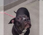 Small American Pit Bull Terrier Mix