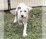 Small #5 Labrador Retriever Mix