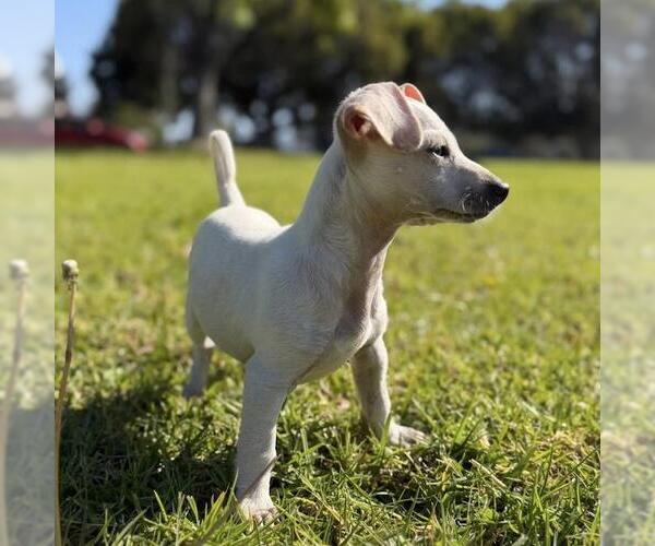 Medium Photo #7 Chihuahua-Unknown Mix Puppy For Sale in San Diego, CA, USA