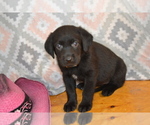 Puppy Harper Labrador Retriever