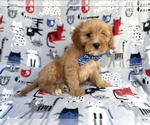 Image preview for Ad Listing. Nickname: Conner