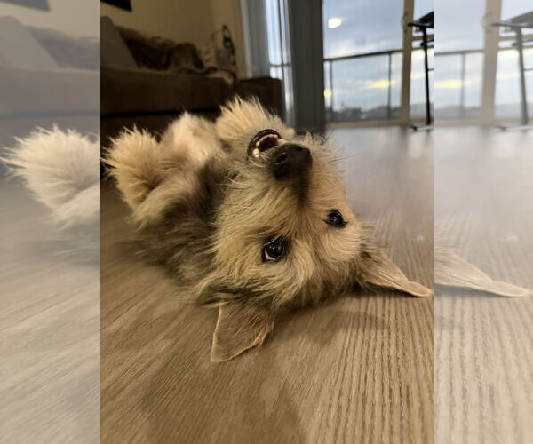 Medium Photo #6 Mutt Puppy For Sale in Marina Del Rey, CA, USA