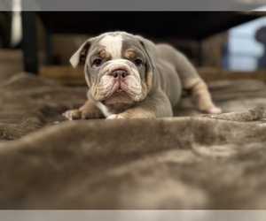 Olde English Bulldogge Puppy for sale in LEWISTON, ID, USA