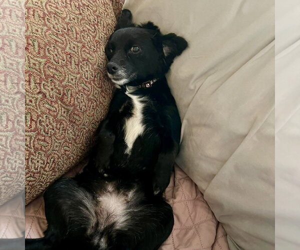 Medium Photo #2 Chihuahua-Unknown Mix Puppy For Sale in Spring Lake, NC, USA