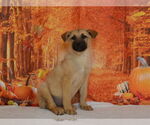 Small #1 German Shepherd Dog Mix