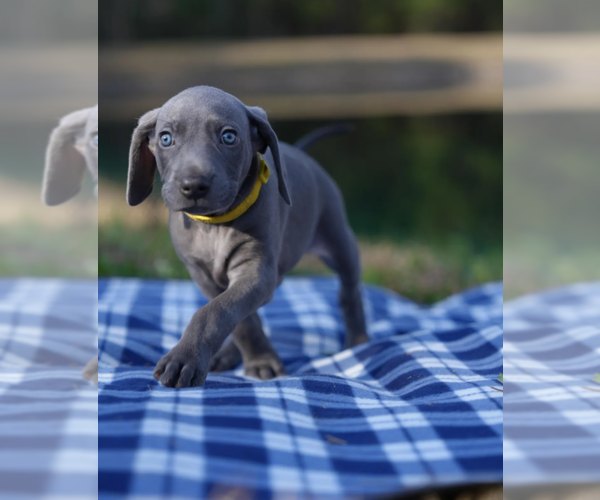 Medium Photo #5 Weimaraner Puppy For Sale in FLEMING ISLAND, FL, USA