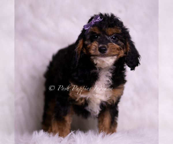 Medium Photo #66 Goldendoodle (Miniature) Puppy For Sale in WARSAW, IN, USA