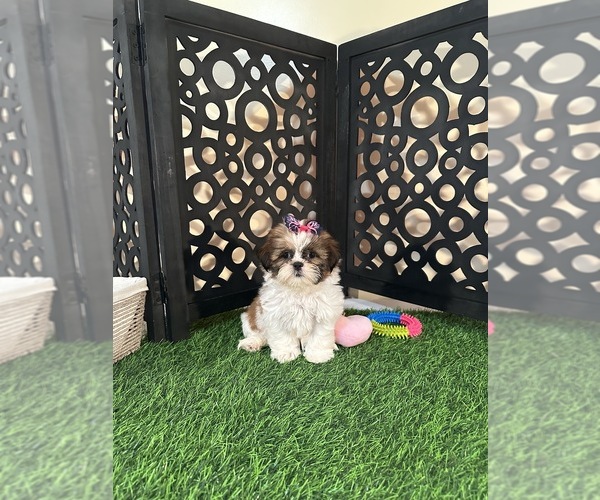 Medium Photo #2 Shih Tzu Puppy For Sale in MOUNT VERNON, OH, USA