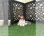Lily - Female Shih Tzu Puppy for Sale - Photo #2
