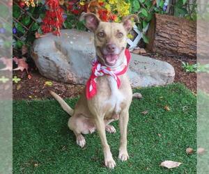 Mutt Dogs for adoption in Oklahoma City, OK, USA