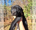 Small Photo #2 Labrador Retriever Puppy For Sale in BURNSVILLE, NC, USA