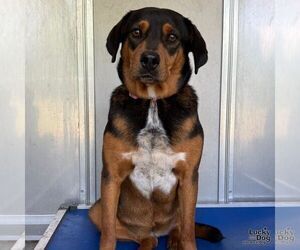 Maya - Female Beagle-Unknown Mix Dog for Adoption - Photo #3