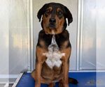 Small #2 Beagle Mix