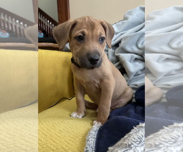 Medium Photo #5 Labrador Retriever-Unknown Mix Puppy For Sale in Germantown, OH, USA