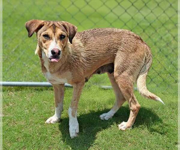 Medium Photo #3 Mutt Puppy For Sale in Talladega, AL, USA