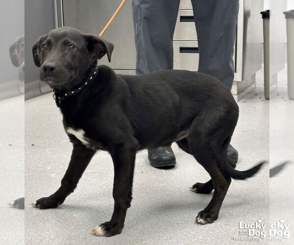 Medium Photo #2 Labrador Retriever-Unknown Mix Puppy For Sale in Washington, DC, USA