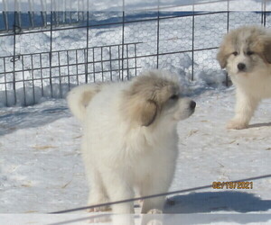 Great Pyrenees Puppy for sale in GROVESPRING, MO, USA