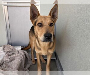 German Shepherd Dog Dogs for adoption in Corona, CA, USA