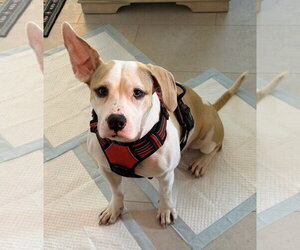 Annie - Female Beabull Dog for Adoption - Photo #3