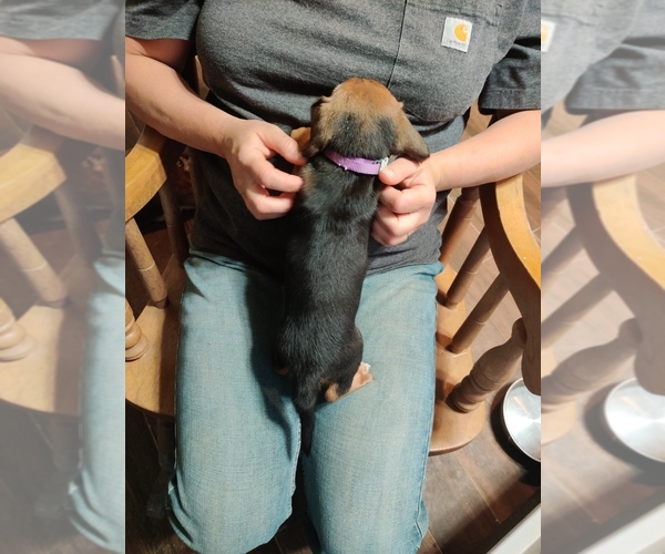 Medium Photo #4 Bagle Hound-Basset Hound Mix Puppy For Sale in CENTRALIA, WA, USA