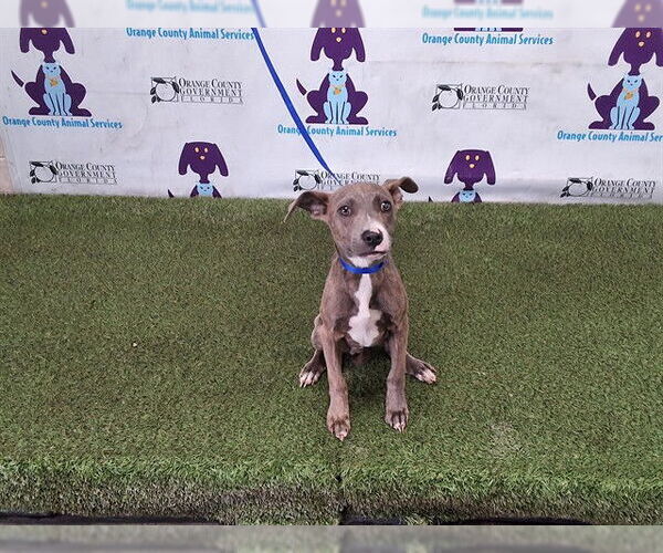 Medium Photo #1 Mutt Puppy For Sale in Orlando, FL, USA