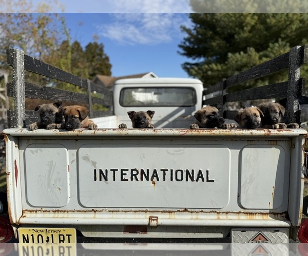 Medium Photo #6 Belgian Malinois Puppy For Sale in TOMS RIVER, NJ, USA