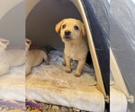 Small #1 Brittany-Dachshund Mix