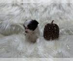 Small Photo #23 Shiranian Puppy For Sale in HAYWARD, CA, USA