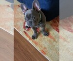 Small Photo #2 French Bulldog Puppy For Sale in UPPER MARLBORO, MD, USA