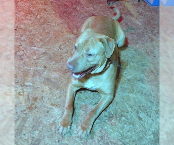 Medium Photo #3 - Mix Puppy For Sale in Rutherfordton, NC, USA