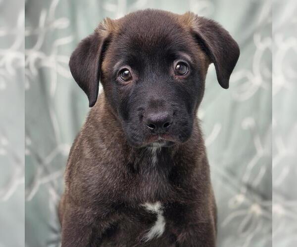 Medium Photo #2 Labrador Retriever-Unknown Mix Puppy For Sale in San Diego, CA, USA
